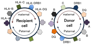 <ul><li><p>tissue typing proteins from 70+ genes</p></li><li><p>donor & recipient must be a match</p></li></ul><p></p>