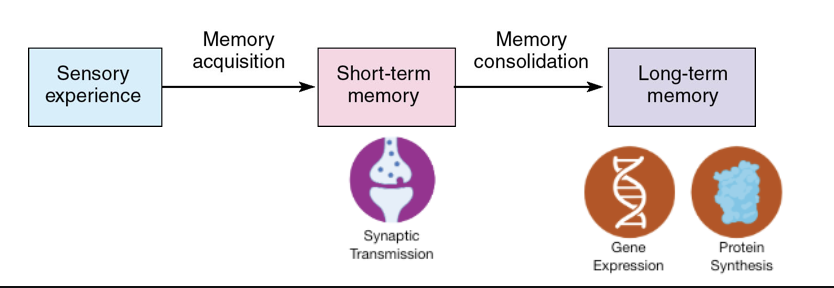 <ol><li><p>Encoding</p></li><li><p>Storage</p></li><li><p>Retrieval</p></li><li><p>Reconsolidaton</p></li></ol><p></p>