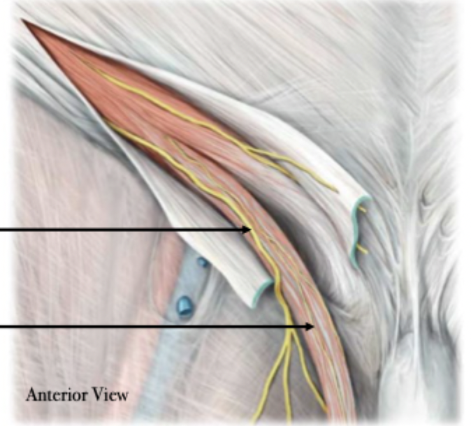 <p>Inguinal Canal - Males</p>