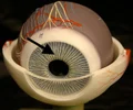 <p>colored part of the eye that regulates size of pupil</p>