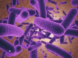 <p>the bacterial shape of the cells in the scanning electron micrograph shown would best be described as </p>