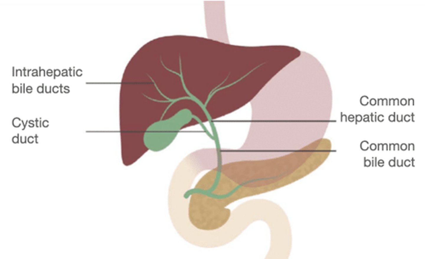 <p>Structure</p><p>- Part of the cystic duct that continues straigt up</p><p>- Structure comes up from the cystic duct</p><p>- TA FAVE</p>