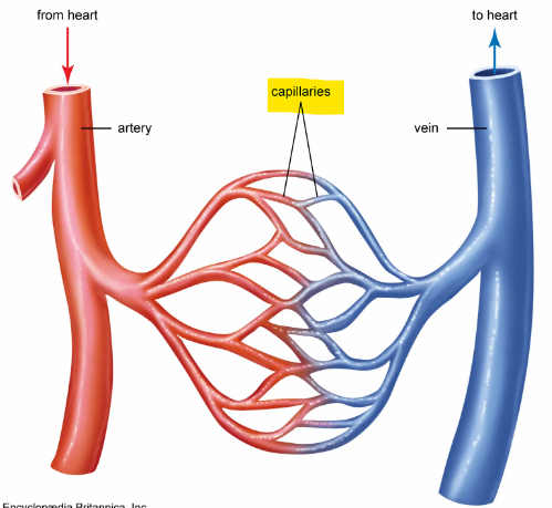 <p>Capillaries; where gasses, nutrients, wastes and hormones pass between the blood and tissue fluid </p>
