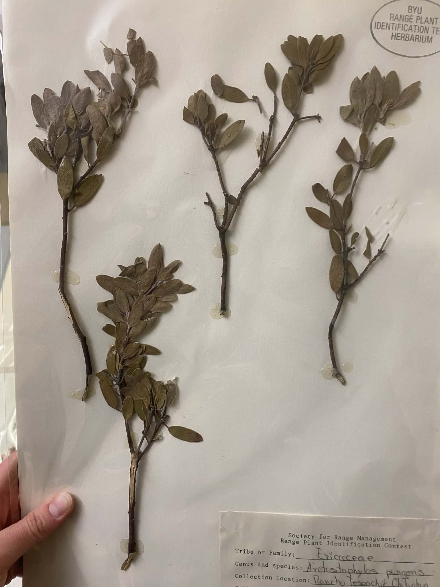 <p>Ericaeae, P, N, arctostaphylos pungens, pointleaf manzanita</p>