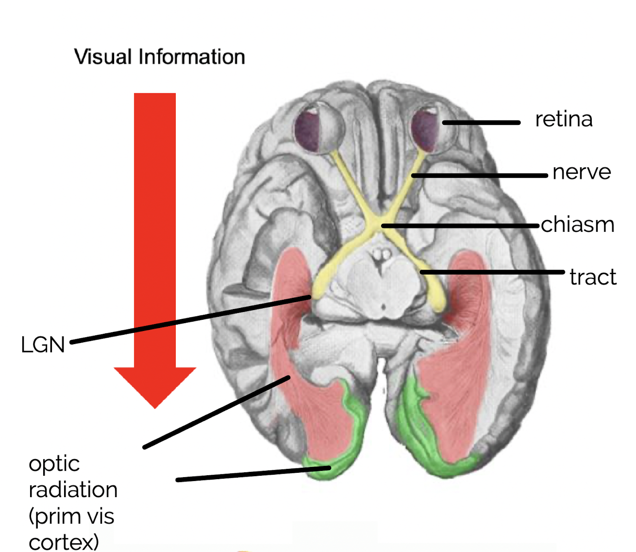 * optic nerve
* optic tract
* optic chiasm 
* LGN
* visual cortexes (V1-V5)