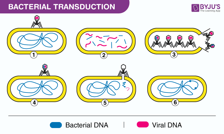 <p>transfer of DNA via viral delivery</p>