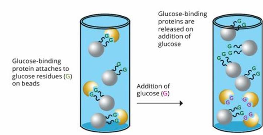 <p>What protein separation by chromatography?</p>