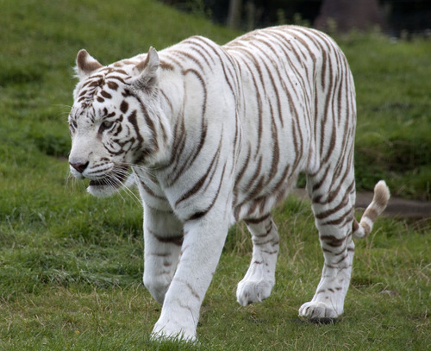 <p>Allele found in Bengal subspecies that is recessive, bred in captivity</p>