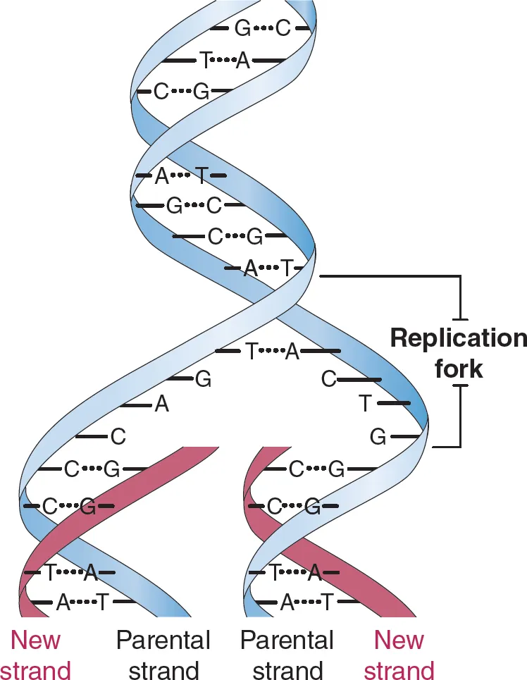 <p>site/area where two parent strands separate</p>