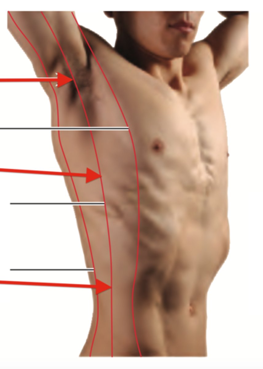 <p>An imaginary vertical line that starts at the middle of the axilla (armpit) and extends down the side of the chest.</p>