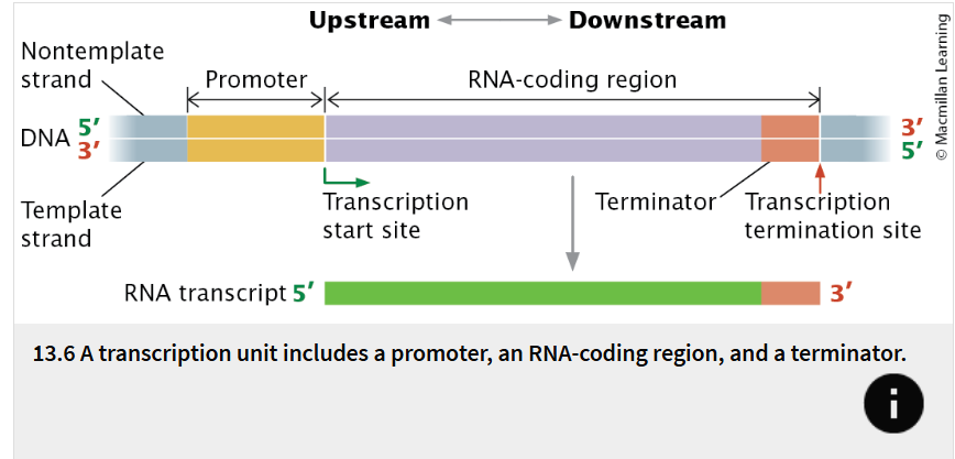 <p>a promoter, an RNA-coding region, and a terminator </p>