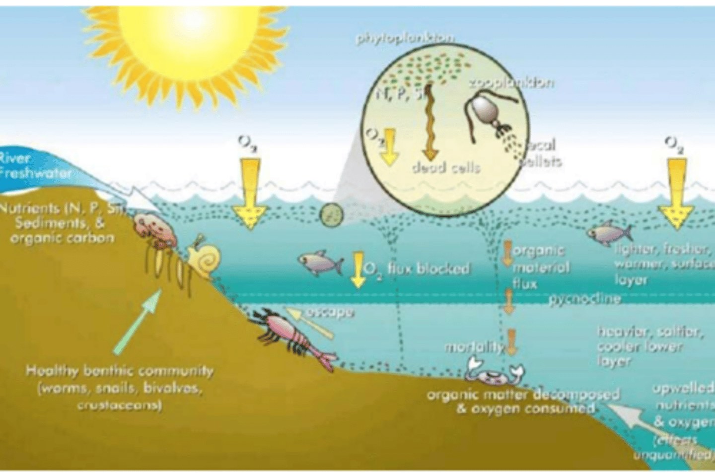 <p>- manage nutrient inputs</p><p>- restore wetlands and riparian ecosystems</p><p>- remove/seal sediment high in N or P</p><p>- algicides</p>