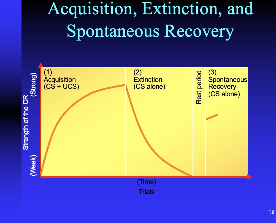 <p>reappearance of an extinguished conditioned response after a time delay (ex: after 3 days of not ringing tone/bell, coming back and doing it again will cause dog to salivate bc of prior learning)</p>