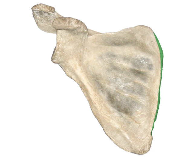 <p>what part of the scapula is this?</p>