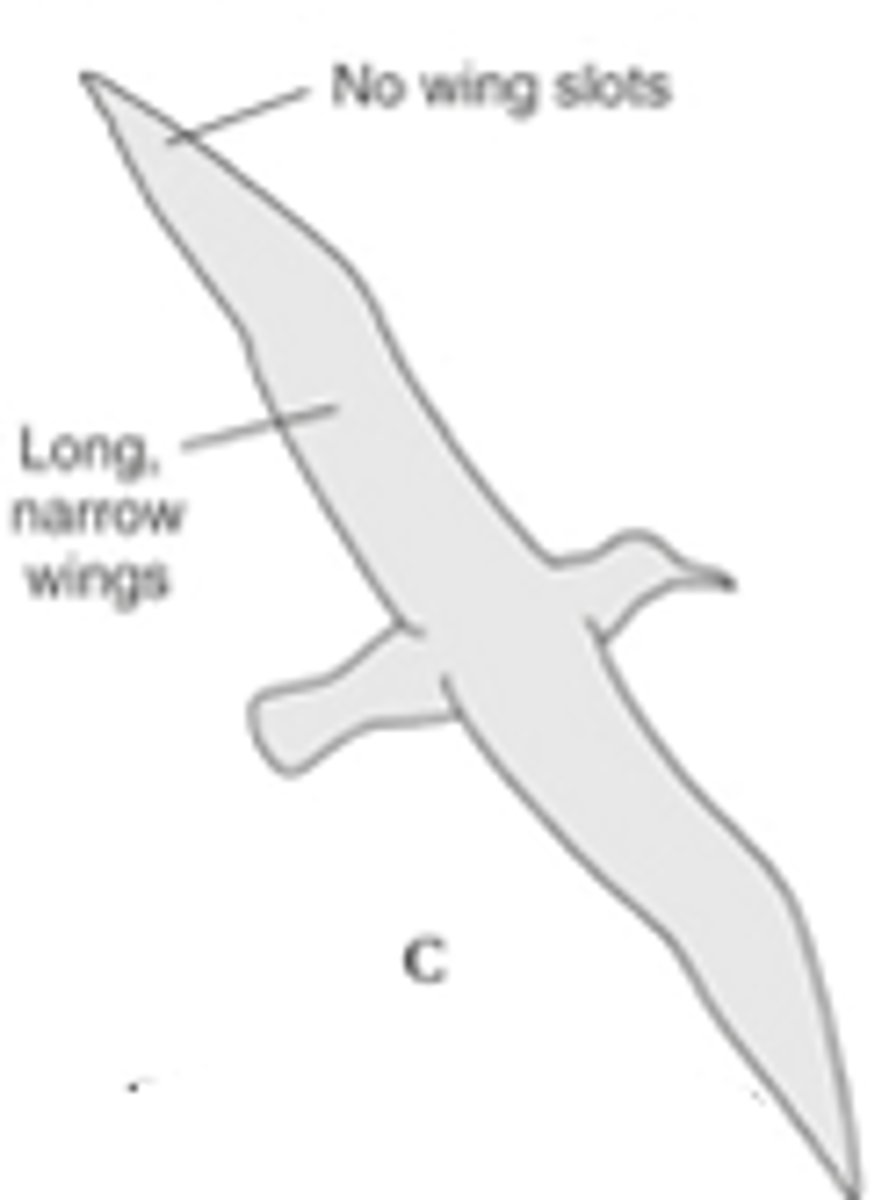 <p>these are used by oceanic birds that exploit reliable sea winds</p><p>-no slots</p>