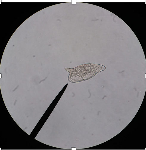 <p>What type of worm is in this image?</p>