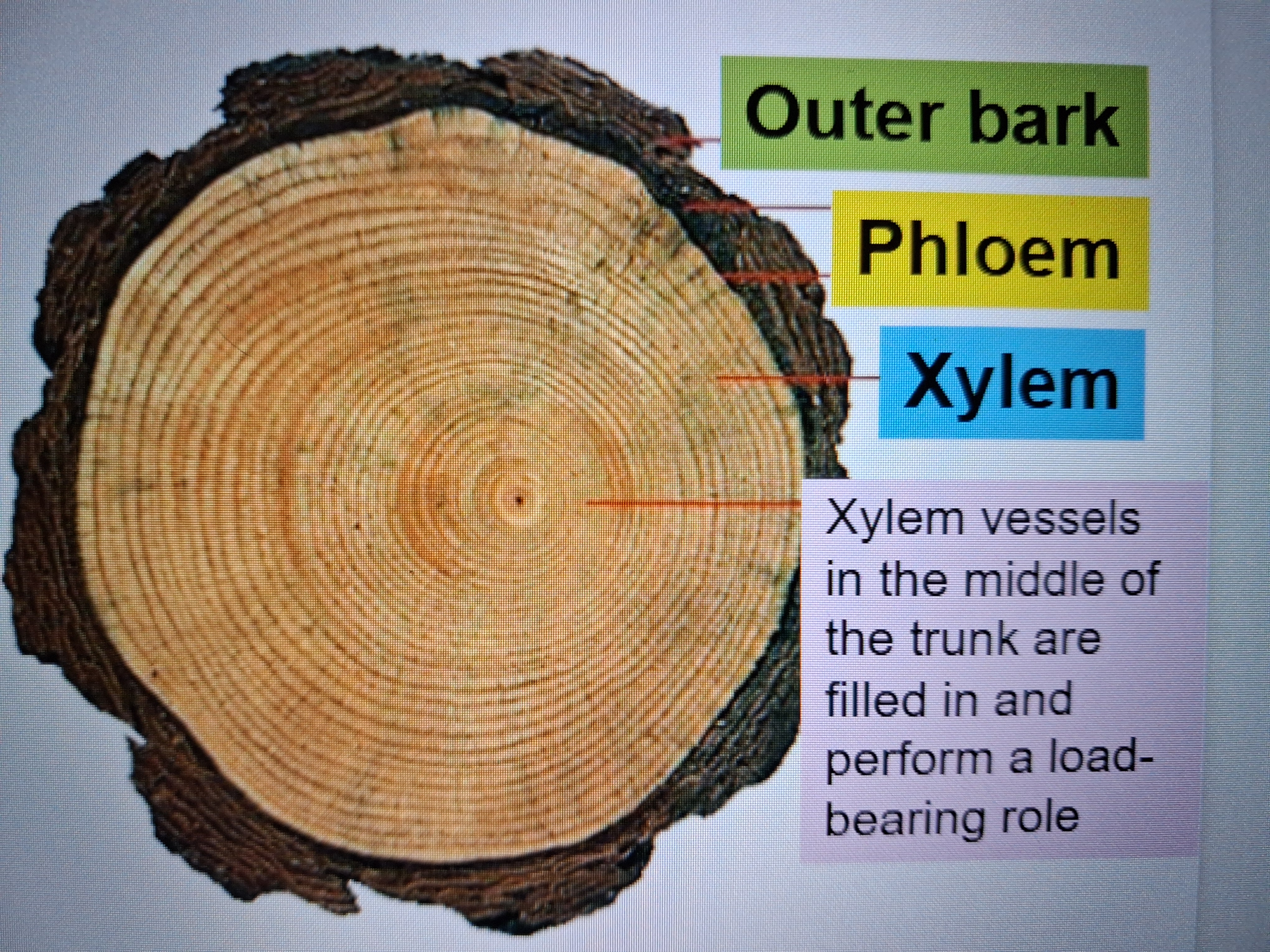 <p>In mature trees, the xylem are located in the woody part of the trunk, and the phloem are found in a thin ring just under the bark </p>