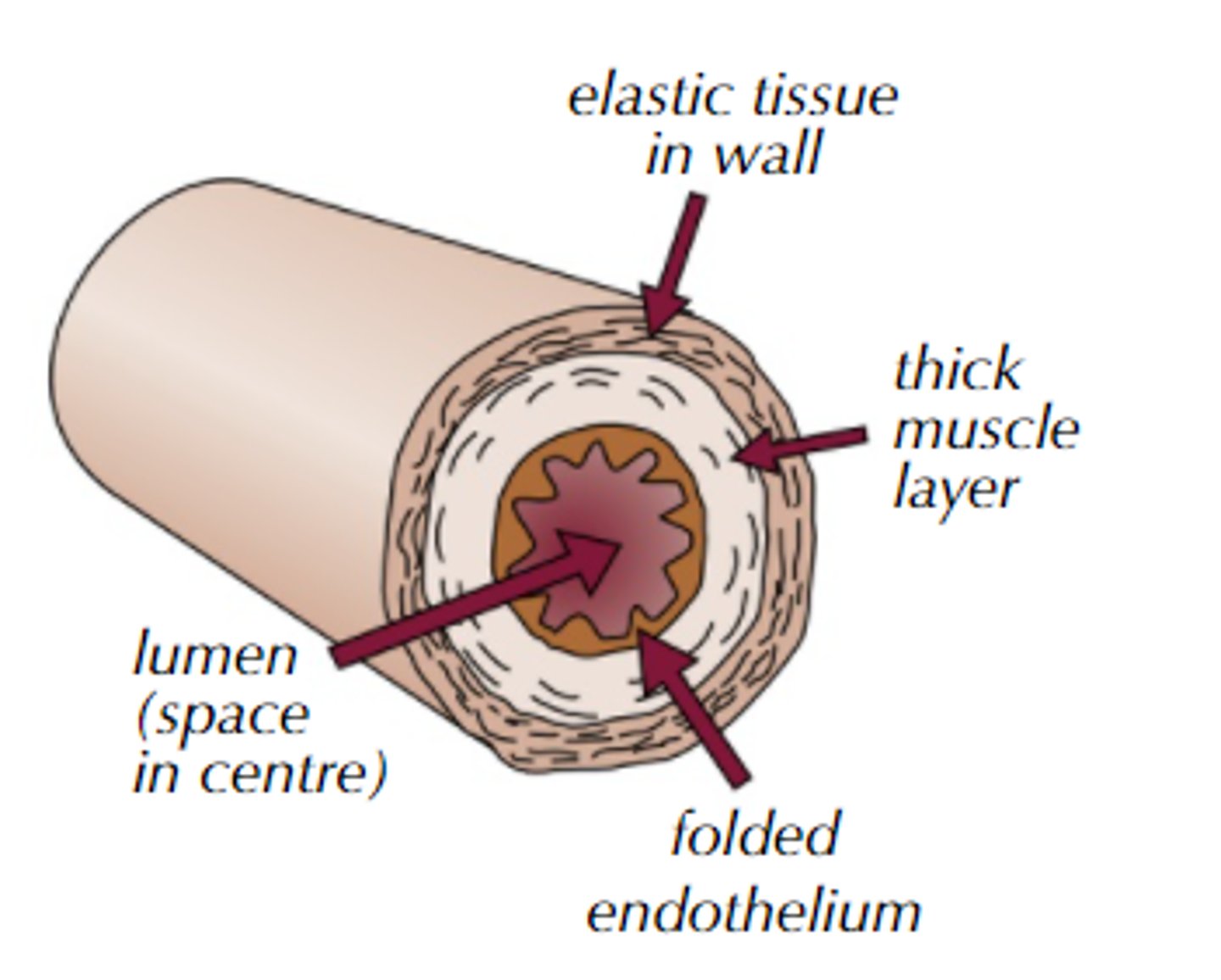 <p>- thick muscular wall to handle high pressure from the heart</p><p>- narrow lumen to keep the pressure high</p><p>- no valves (blood is pushed forward by the heart's pumping action</p>