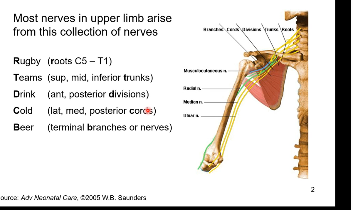 <ul><li><p>most nerves in upper limb arise from this collection of nerves</p></li><li><p>R - roots C5-T1</p><ul><li><p>cervical nerve 5 to thoracic nerve 1</p></li></ul></li><li><p>T - sup, mid, inferior trunks</p><ul><li><p>Trunks then branch off into divisions</p></li></ul></li><li><p>D - ant, posterior divisions</p></li><li><p>C - lat, med, posterior cords</p><ul><li><p>anterior divisions are lat and med cords and posterior division is posterior cord. the posterior cord is an extension of the divison</p></li></ul></li><li><p>B - terminal branches or nerves</p><ul><li><p>innervate muscles in upper extremities</p></li></ul></li></ul><p></p><p>brachial is made of 5 sections RTDCB above</p><p></p>