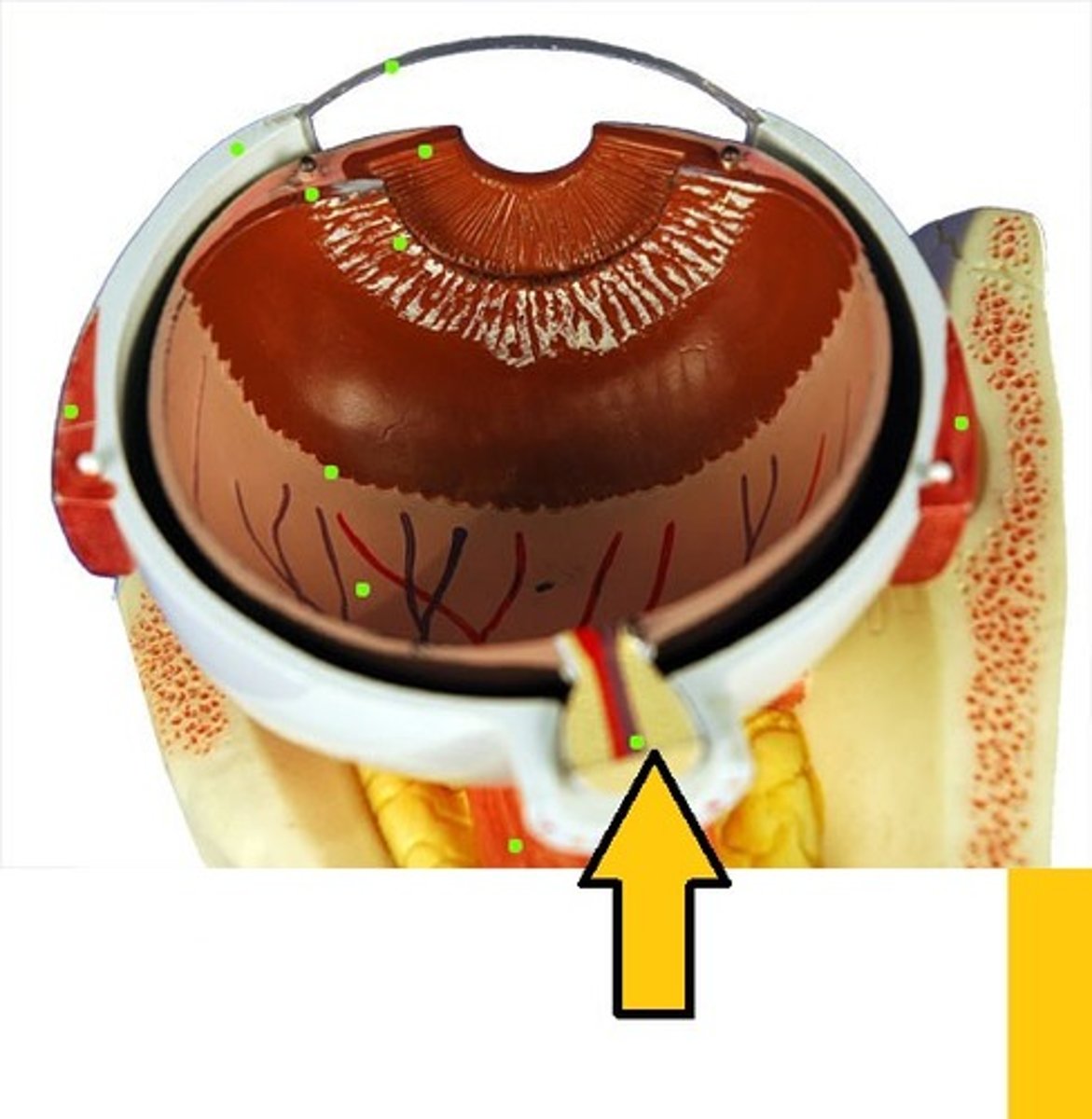 <p>the bundle of over one million nerve fibers going from the back of the eye - it carries the visual messages from the retina to the brain</p>