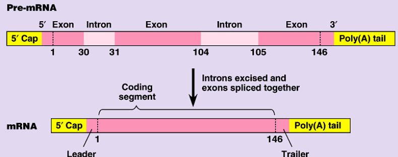 <p>2nd step of protein synthesis: the mRNA copy from transcription is processed so its ready to leave the nucleus</p><ul><li><p>mRNA has exons &amp; introns that are not needed for protein synthesis → spliceosomes remove introns</p></li><li><p>5’ Guanine cap added to allow mRNA to exit nucleus</p></li><li><p>3’ Poly(A) tail added to allow mRNA to exit nucleus</p></li></ul><p></p>