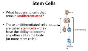 <p>A cell that does not have the specific structural or functional characteristics of any mature cell type </p><p>Example: A stem cell which can then divide into other cells</p>