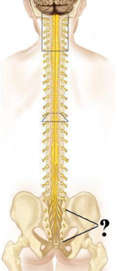 <p><span><span>Identify the indicated structures.</span></span></p>