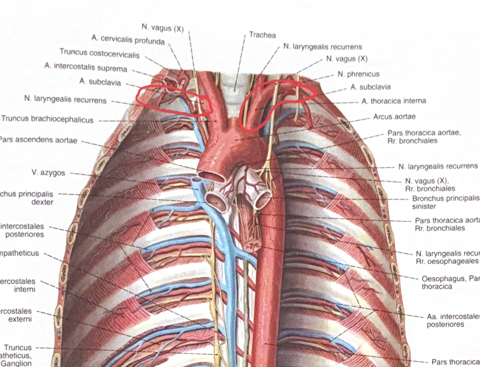 <p>a.subclavia dextra / sinistra</p>