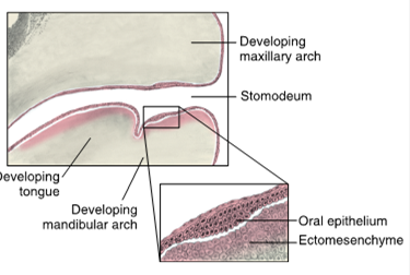 <ul><li><p>the first stage of odontogenesis</p></li><li><p>at the beginning of the sixth week, the embryo’s stomodeum (primitive mouth) is lined by ectoderm that gives rise to oral epithelium</p></li><li><p>in the oral epithelium ectomesenchyme interacts with dental lamina but is seperated by an acellular structure known as the basement membrane</p></li><li><p>during the later part of seventh week oral epithelium thickens to form dental lamina and vestibular lamina </p></li><li><p>dental placodes form</p></li></ul><p></p>