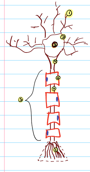 knowt flashcard image
