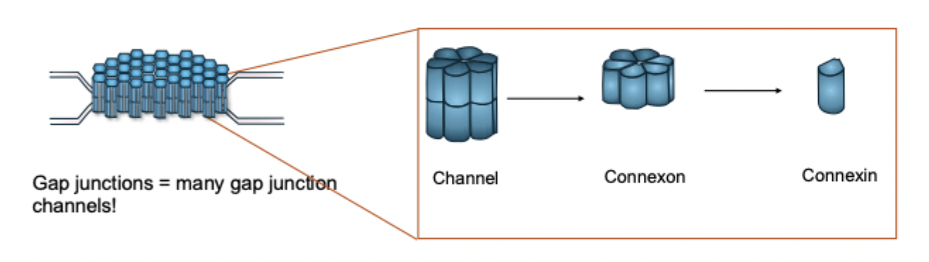 <p>gap junction channel = made from 2 connexons</p><p>each connexion = made from 6 connexions </p>