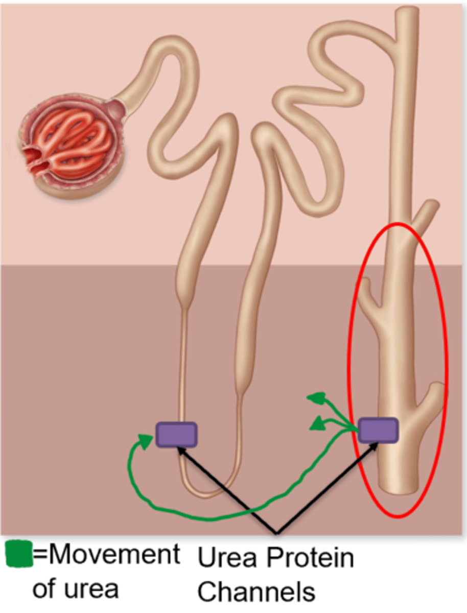 <p>-Urea becomes more concentrated in the filtrate as it travels to the collecting ducts</p><p>-Urea is at its highest concentration in the collecting ducts</p><p>-Towards the terminal part of the collecting duct and at the terminal part of the descending limb of the LOH there are urea protein channels that allow its movement</p><p>-As urea is high in concentration in the collecting duct, it diffuses out into the ISF through its protein channels increasing the osmolarity of the ISF</p><p>-Urea is lower in concentration in the descending limb of the LOH and hence diffuses in through its protein channel increasing the osmolarity of the LOH further</p>