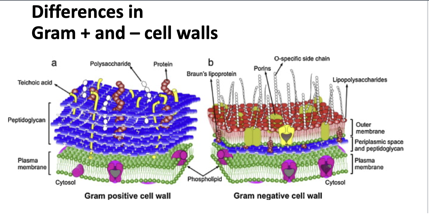 <p>How gram positive cell walls have a bigger layer of peptidoglycan. </p>