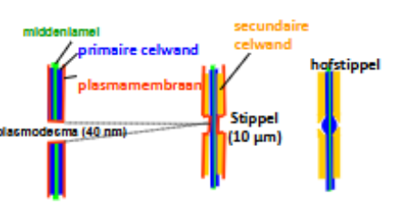 <p>= 2 naburige cellen staan in verbinding, er zitten kleine gaatjes in waardoor materiaal van cel tot cel getransporteerd kan worden zonder de plasmamembranen te paseren (om te comuniseren)</p><p>komen veelvuldig voor in stippels (de secundaire celwand ontbreekt, zodat uitwisseling tussen cellen makkelijker gaat (heel veel plasmodesma)</p><ul><li><p><strong>hofstippels</strong>: fungeren als klep (vaak in houtvaten) </p></li></ul><p></p>