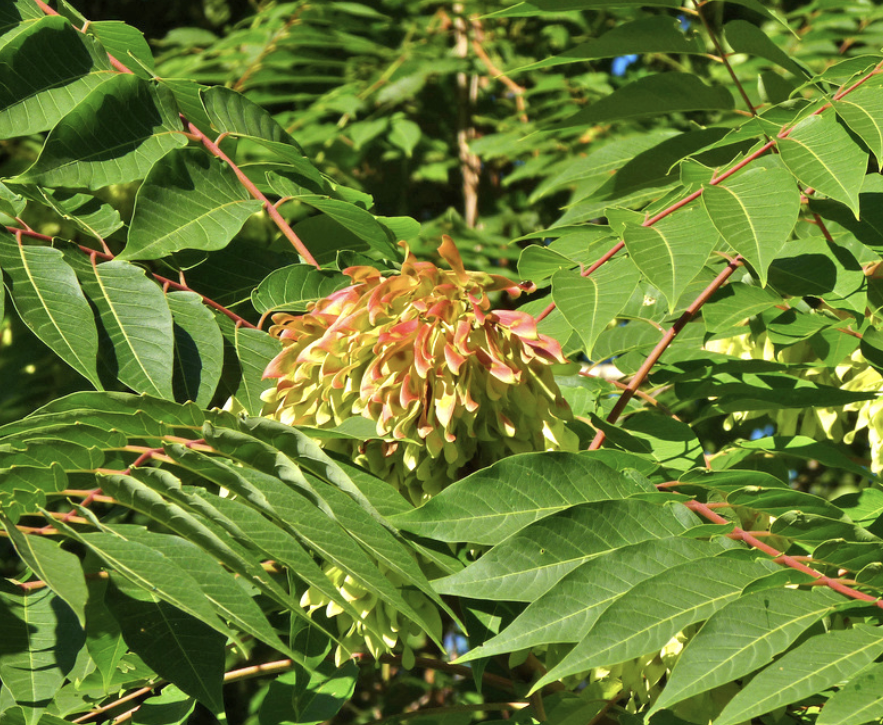 <p><em>Ailanthus altissima</em></p><p>Simaroubaceae</p>