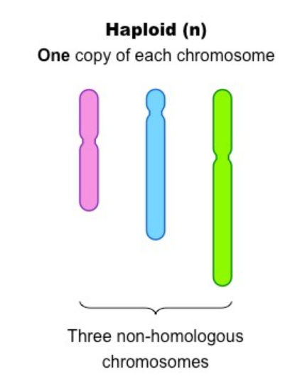 A cell that contains half the number of chromosomes as the parent cell