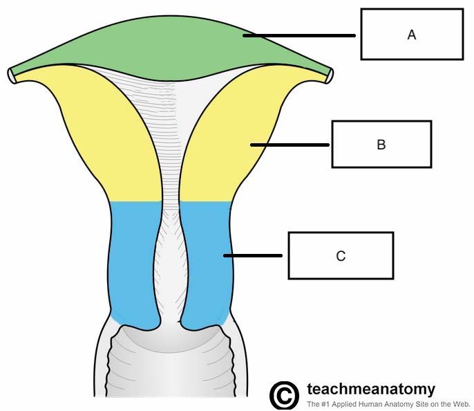 rounded part of uterus located superior to the entrance of the uterine tubes
letter A on diagram