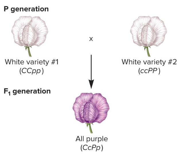 <ul><li><p>two affected parents have unaffected offspring due to having mutations in separate genes (which functionally complement each other)</p></li><li><p>2 genes can both, independently, cause purple flowers</p></li><li><p>cross of 2 true-breeding recessive traits results in a dominant phenotype</p><ul><li><p>very suggestive of ?</p></li><li><p>suggests white mutations are on different genes in each parent</p></li><li><p>the 2 genes have complementary roles, can both lead to a phenotype</p></li></ul></li></ul><p></p>