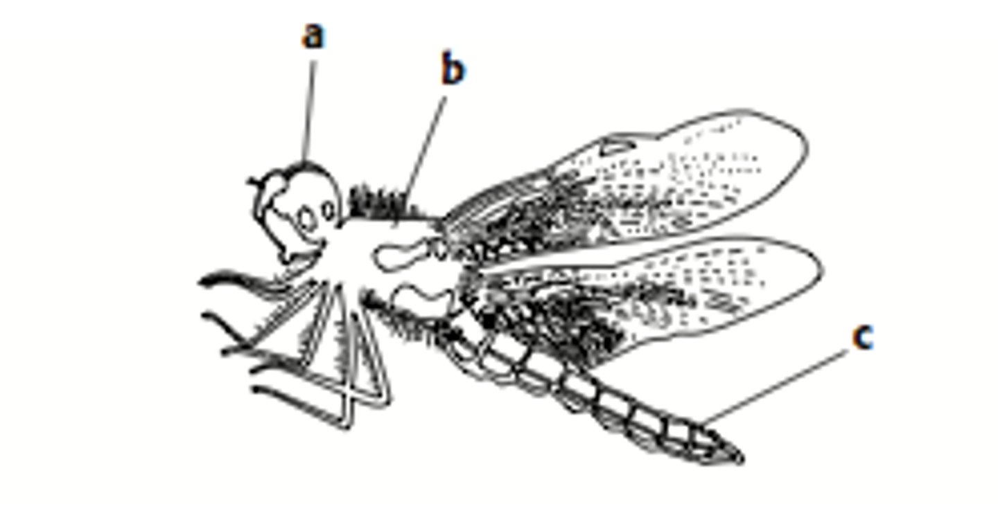 <p>The body region between the head and the abdomen (b. in picture).</p>