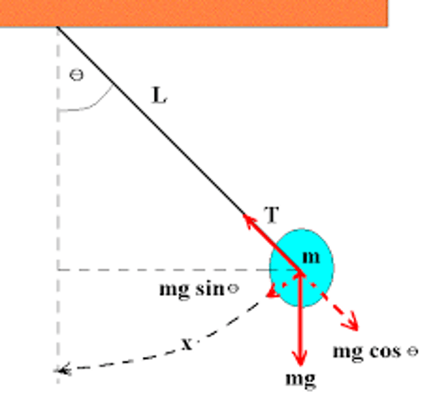 <p>The free-body diagram shows that Tension and Gravity are the 2 forces acting on the pendulum.<br><br>The component</p>