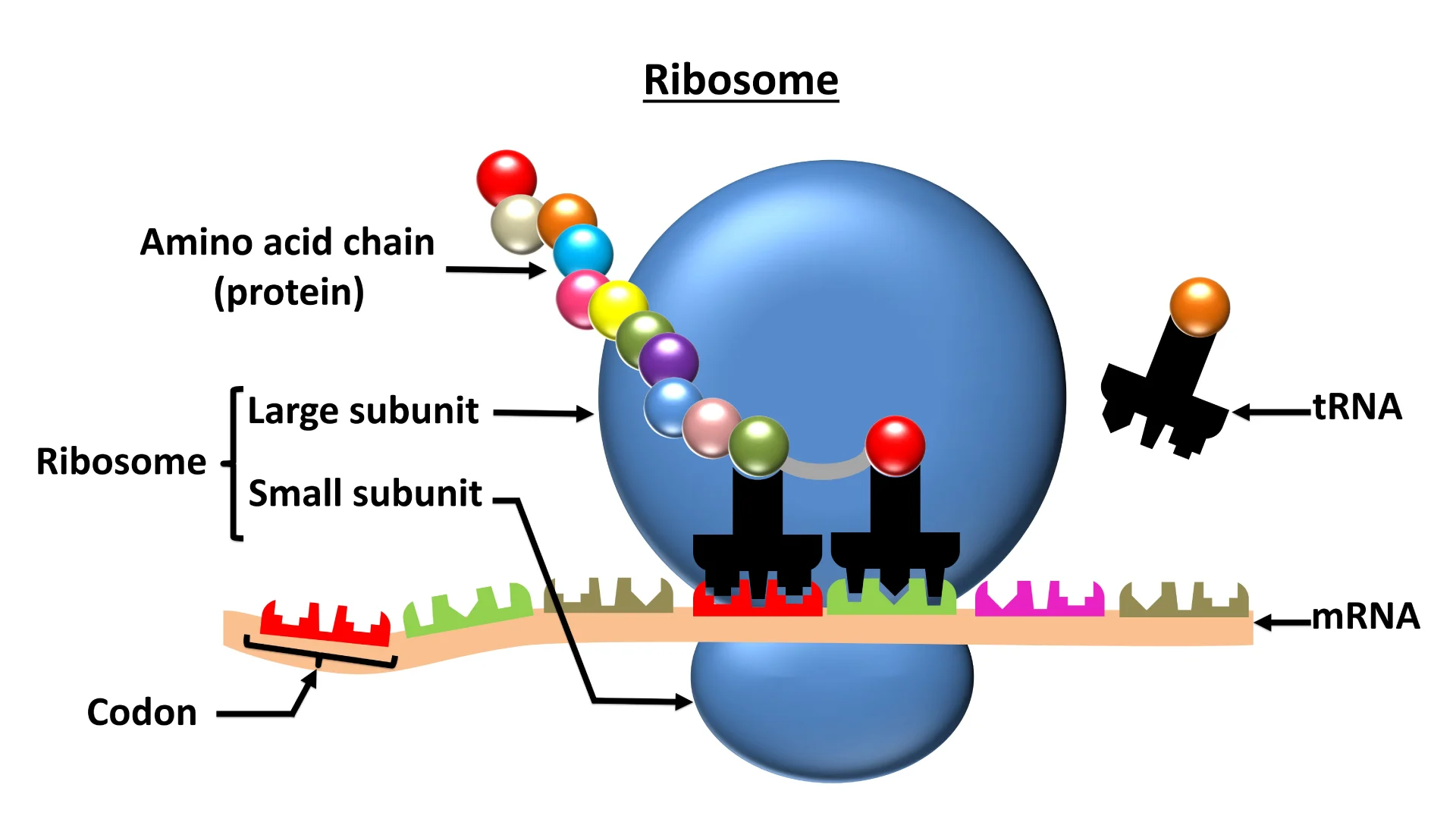 <p>Two globular subunits that fit together to create proteins. </p><p>Actual sites of protein synthesis in the cell.</p><p>Ribosomes that float freely in cytoplasm manufacture proteins that function inside the cell, while others attach to membranes.</p>