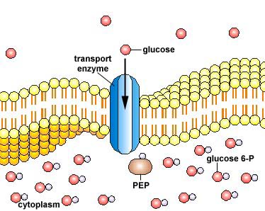 <p>Group translocation (active process)</p>