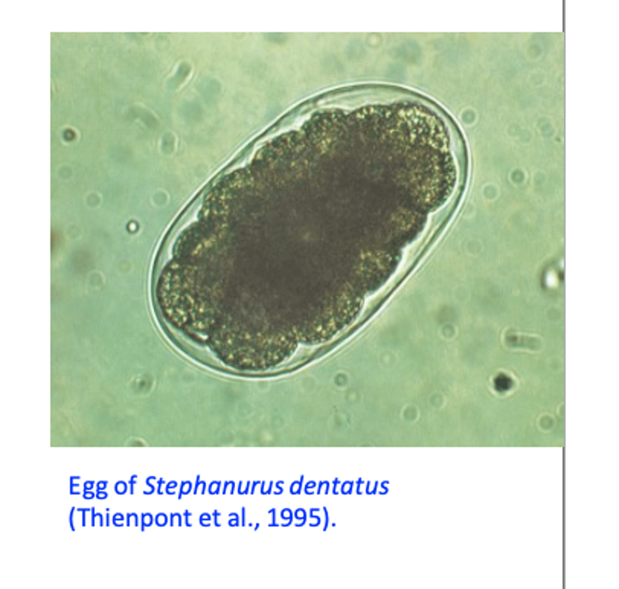 <p>Thin shelled, morula stage (32-64 cells);</p><p>Passed in the urine.</p>