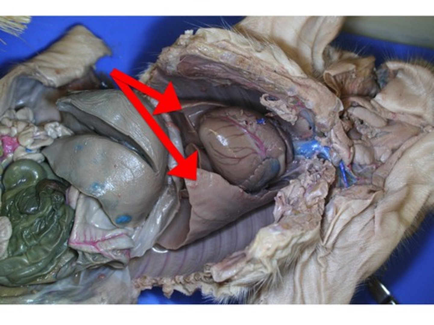 <p>Locate them by looking underneath and behind the heart and liver. They are two spongy organs. House tiny air sacs called alveoli.</p><p>An organ found in air-breathing vertebrates that exchanges oxygen and carbon dioxide with the blood.</p>