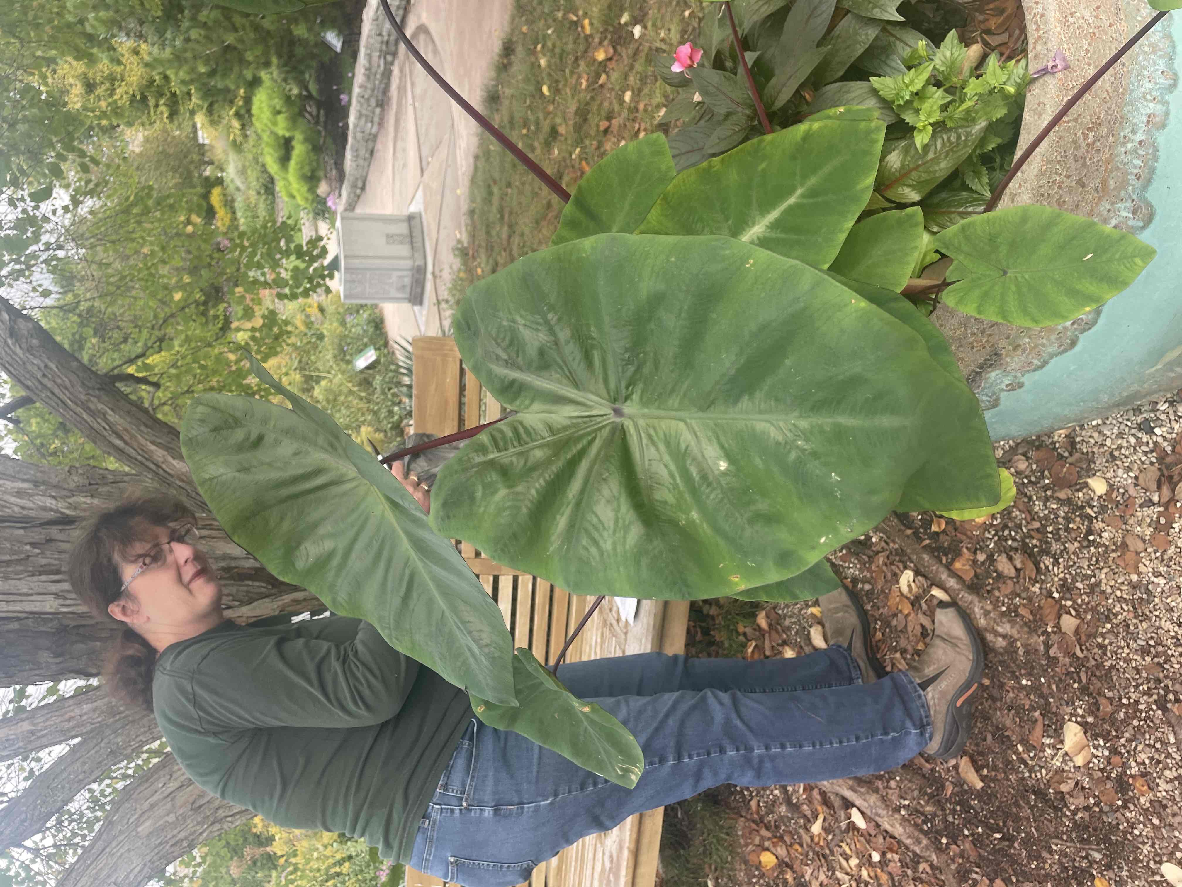 <p>Colocasia esculenta</p>
