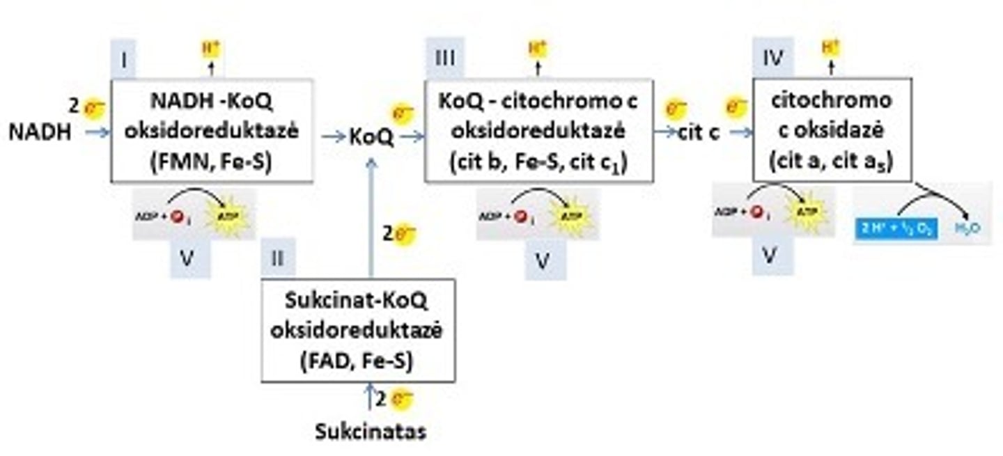 <p>jis veikia daugiau griaučių raumenyse, riebaliniame audinyje ir smegenyse. </p><p>Citolazmoje esantis NADH+H+ įnešamas į mitochondriją FADH2 pavidalu. šuntas apima dihidroksiacetono-3fosfatą ir 3-fosfogliceratą, fermentas glicerol-3P-DG(dehidrogenazė)</p><p>Oksidacinio fosforilinimo koeficientas P/O=1,5</p>