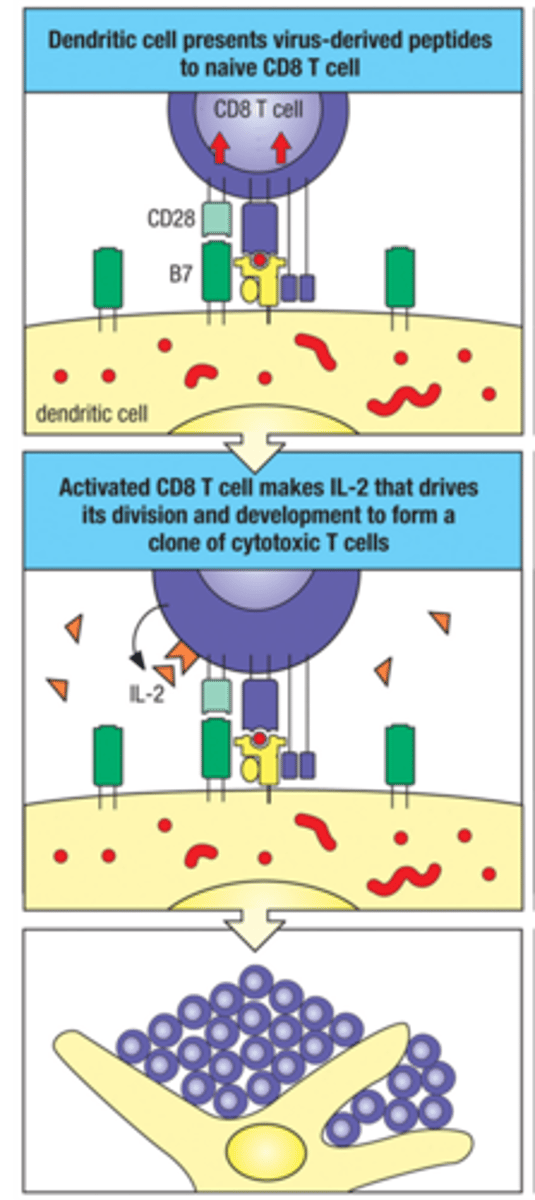 <p>activation by virus-infected DC when there's sufficient signal</p>