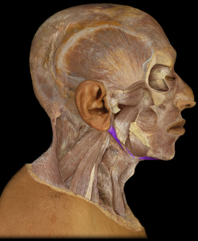 <ul><li><p>Action: Depression of mandible (opens mouth), Elevation of hyoid bone</p></li><li><p>Origin: Anterior belly: mandible (inner aspect of body near midline), Posterior belly: temporal bone (mastoid process)</p></li><li><p>Insertion: Hyoid bone</p></li><li><p>Innervation: Anterior belly: trigeminal nerve (mandibular division - CN V3), Posterior belly: facial nerve (CN VII)</p></li></ul><p></p>