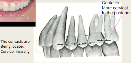 <ul><li><p>Anterior teeth contact area is located incisally.</p></li><li><p>Posterior teeth contact area is located more cervical. </p></li></ul><p></p>