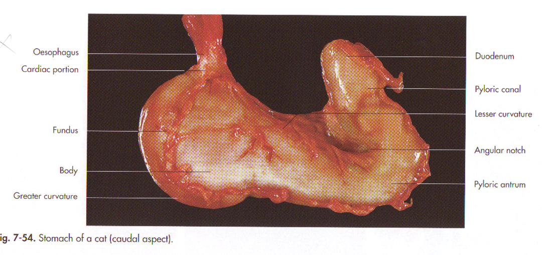 <ul><li><p>2 facies: <strong>facies parietalis</strong> (in contact with diaphragm and liver) and<strong> facies visceralis</strong> (in contact with surrounding organs)</p></li><li><p><strong>curvatura ventriculi major (1)</strong></p></li><li><p><strong>curvatura ventriculi minor (2)</strong></p></li><li><p><strong>incisura angularis (3) </strong>(at level, which stomach is sharply bent)</p></li><li><p><strong>corpus ventriculi (4)</strong></p></li><li><p><strong>fundus ventriculi (5)</strong></p></li><li><p><strong>incisura cardiaca (6)</strong></p></li><li><p><strong>pars cardiaca (7) with ostium cardiacum (8) (opening to the esophageus)</strong></p></li><li><p><strong>pars pylorica (9) with ostium pyloricum (10) </strong>- continuing into duodenum</p><ul><li><p>pars pylorica can be divided into <span style="color: green">antrum pyloricum and the narrower canalis pyloricus.</span></p></li><li><p><span style="color: green">torus pyloricus formed in ru + su </span>- closing the pylorus.</p></li><li><p><span style="color: green">m. sphincter pylori -</span> formed by circular layer of muscle coat.</p></li></ul></li><li><p><span style="color: green">sulcus ventriculi </span>- along interior of curvatura ventriculi minor, fro cardia to pylorus.</p></li></ul><p><strong>Species:</strong> carnivores, cat stomach. <strong>Simple and glandular.</strong> Lies on left side of abd. cavity, only pars pylorica to the right. Non-glandular area is only on cardia. </p>